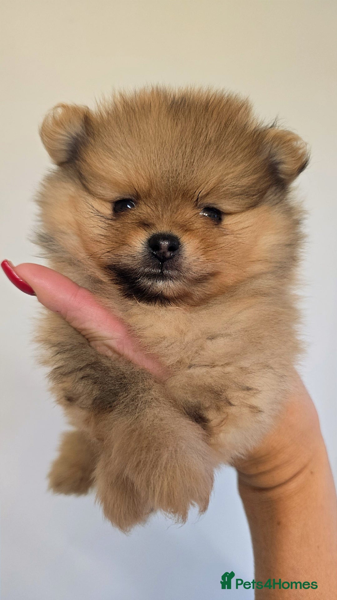 Pomeranian dogs for sale: Quality mini  **  pomeranian pups - Advert 3