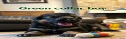 German Shepherd dogs for sale: Fluffy Long-Haired German Shepherd Puppies - Advert 6