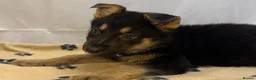German Shepherd dogs for sale: KC Registered & Health Tested Working Line Puppies - Advert 26