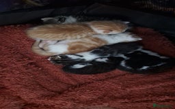 British Shorthair cats for sale: Six Gorgeous Kittens Available From Next Week - Image 8