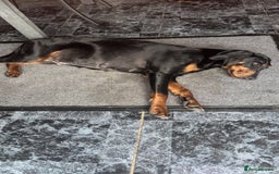 Dobermann dogs for sale: ⭐️DOBERMAN🐾PUPPIES⭐️🐶AVAILABLE🐾MID🐾SEPTEMBER🐶 - Image 8