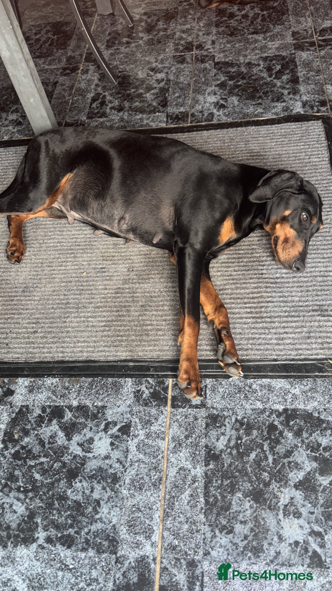 Dobermann dogs for sale: ⭐️DOBERMAN🐾PUPPIES⭐️🐶AVAILABLE🐾MID🐾SEPTEMBER🐶 - Image 8