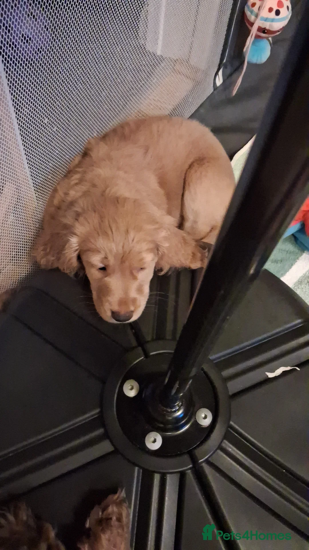 Cockapoo dogs for sale: Cockapoo puppies F2 - Advert 2