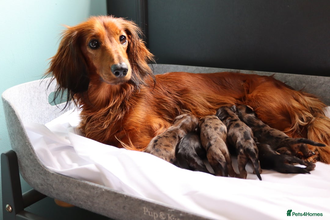 Miniature Dachshund dogs for sale: Russian Miniature longhaired dachshund males - Image 3