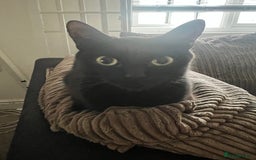 Mixed Breed cats for sale: Kittens - Image 1