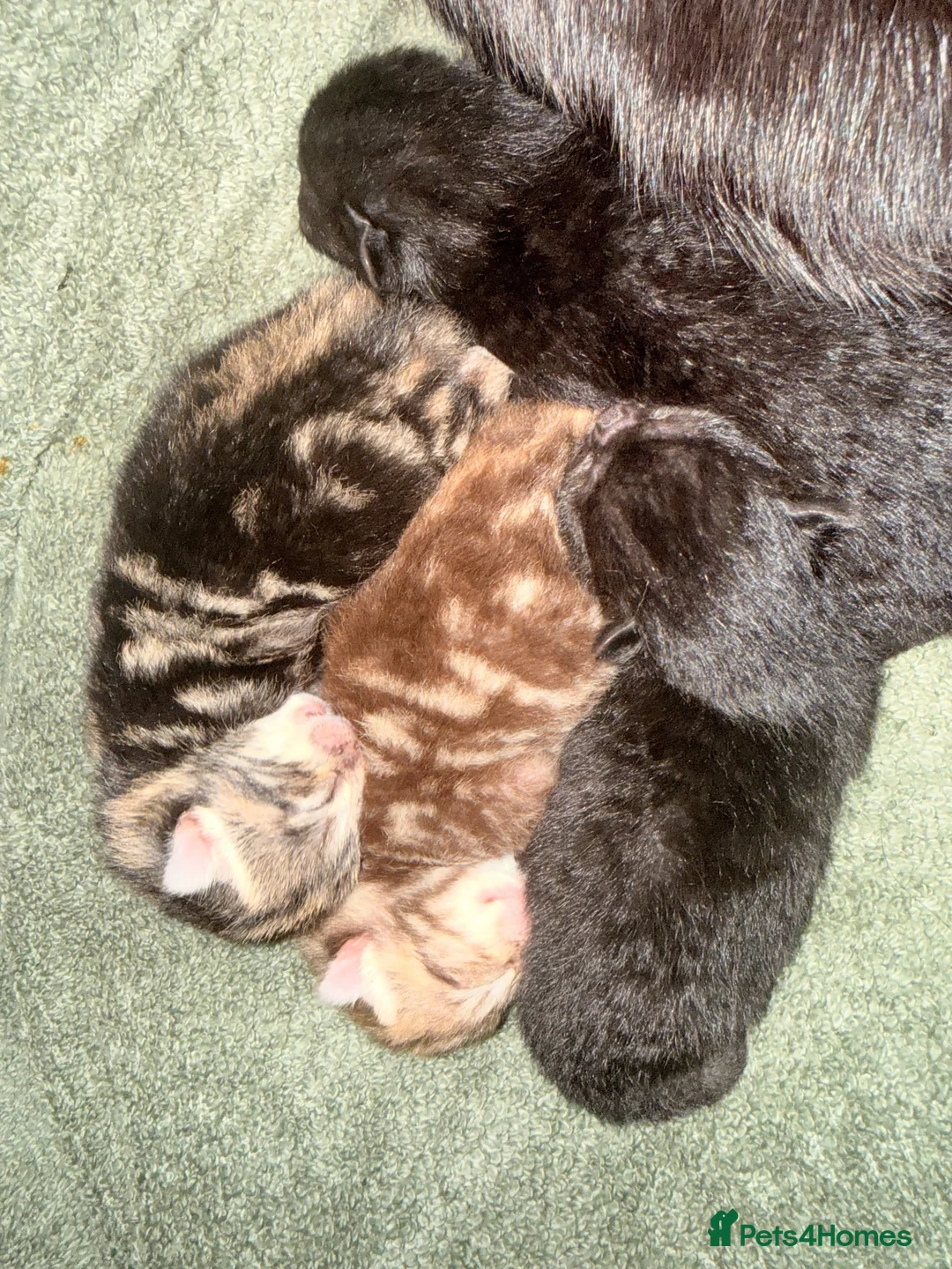 Mixed Breed cats for sale: Kittens available in 8 weeks  in Stalybridge - Advert 2