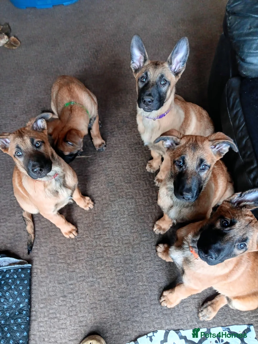 Belgian Shepherd Dog dogs for sale: Belgian Shepherd Puppies  - Advert 1