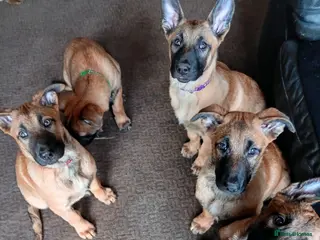 Belgian Shepherd Dog dogs Belgian Shepherd Puppies - Advert 14