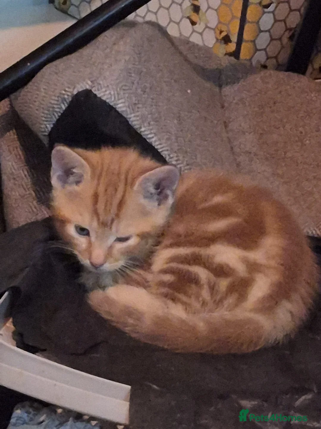 Mixed Breed cats for sale: 3 kittens for sale. Very social,  in Nottingham - Advert 1