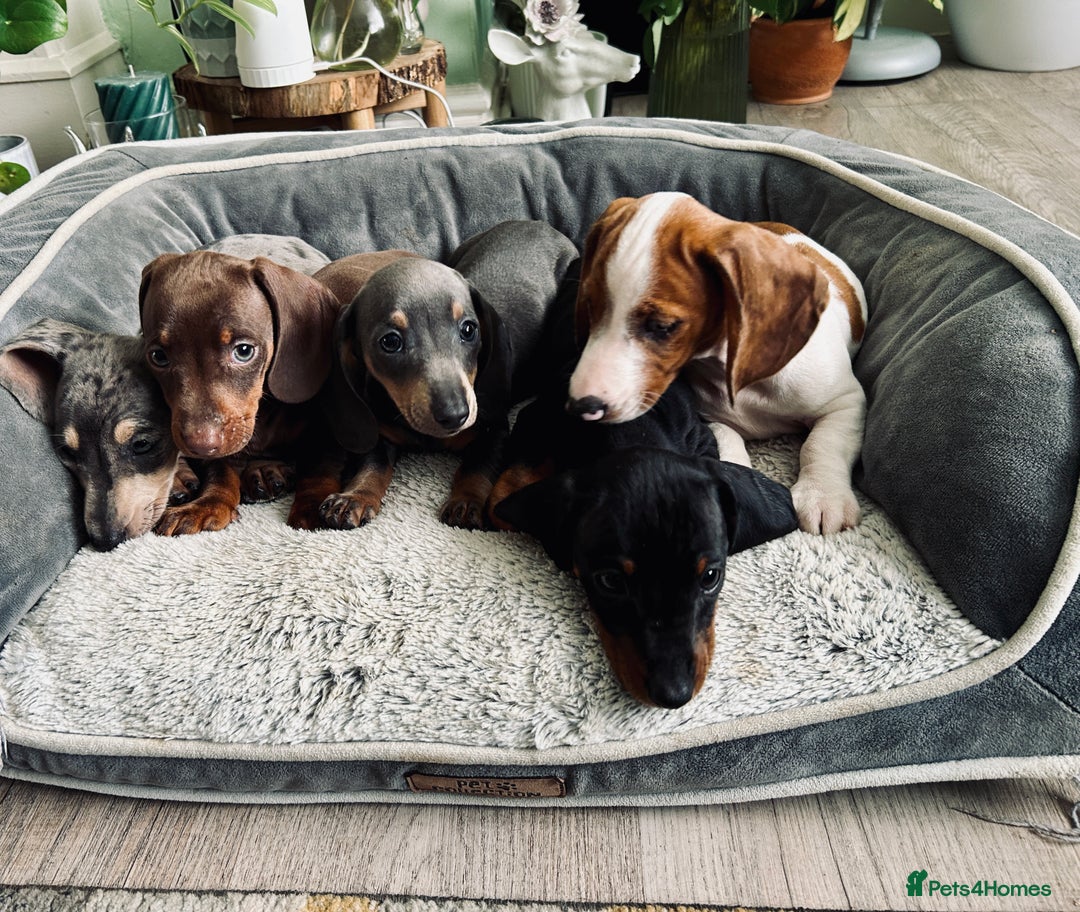 Dachshund dogs for sale: Only 2 boys and 2 girls left❤️💚🩵 - Image 16