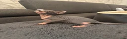 Sphynx cats for sale: 🔥 Sphynx girl 🔥 - Advert 4