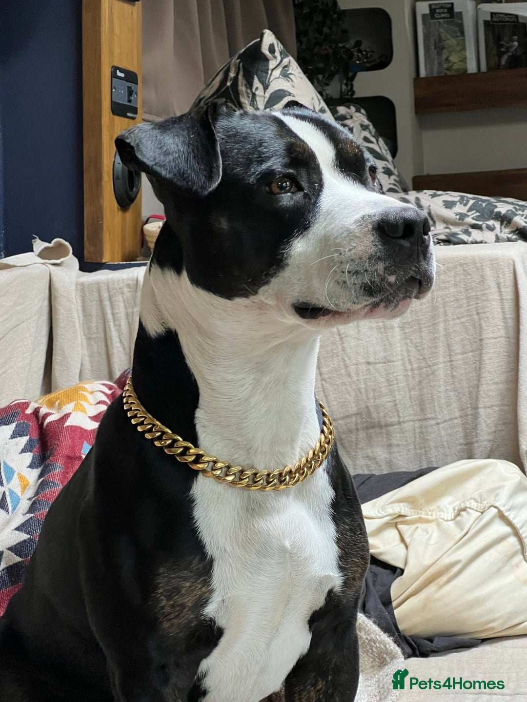 Staffordshire Bull Terrier dogs for sale: Mario – Gentle 5 Year Old Staffy - Advert 8