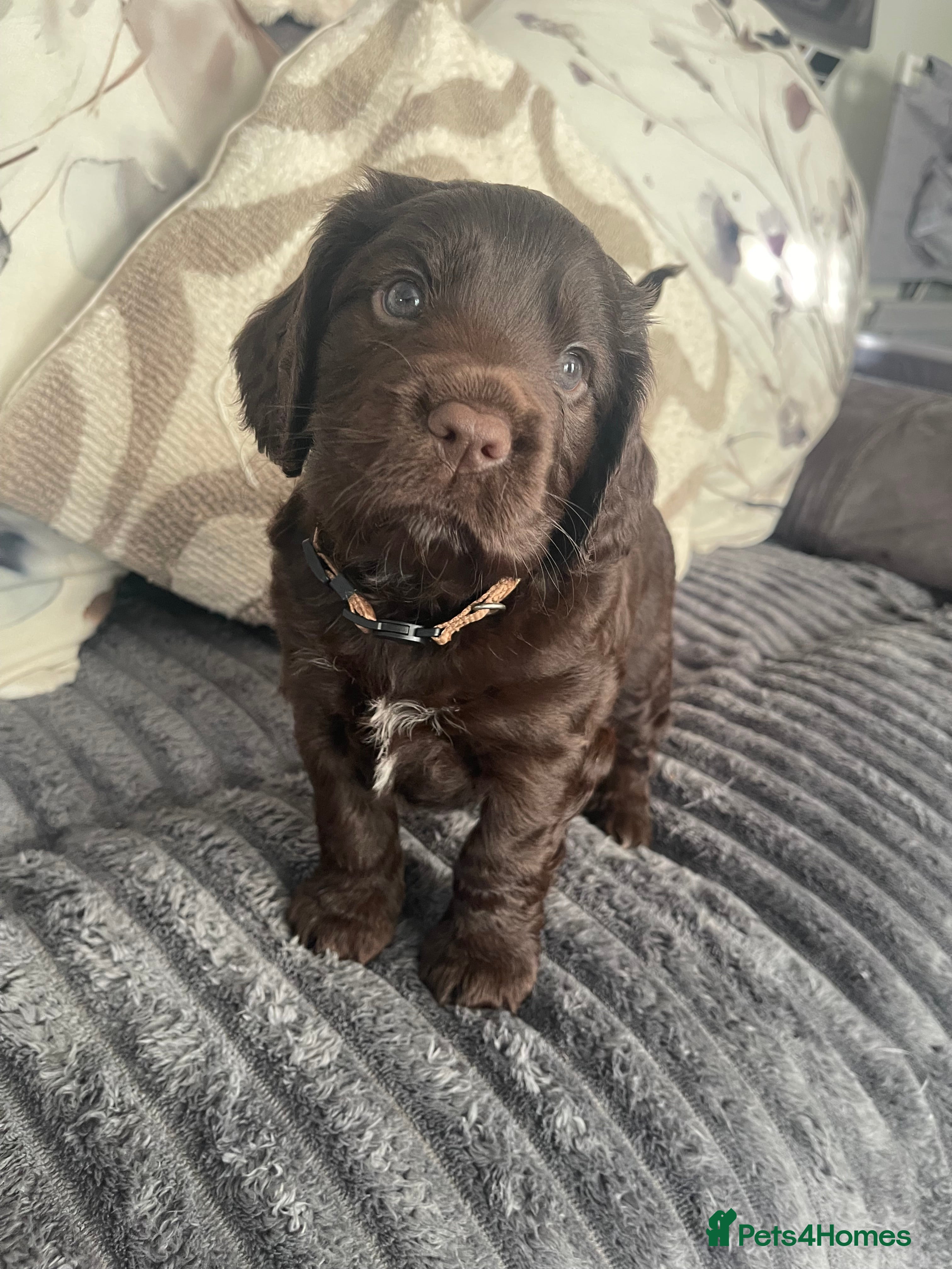 Cocker Spaniel dogs Beautiful Cocker Spaniel Litter  - Advert 11