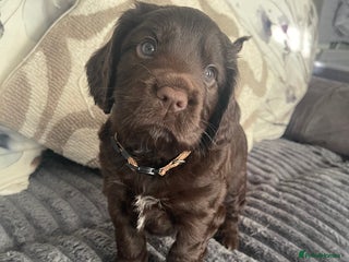 Cocker Spaniel dogs Beautiful Cocker Spaniel Litter - Advert 1