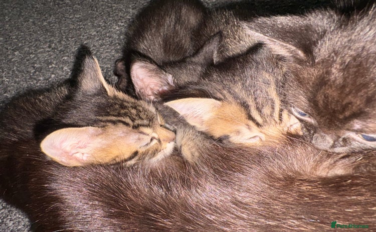 Mixed Breed cats - Advert 2