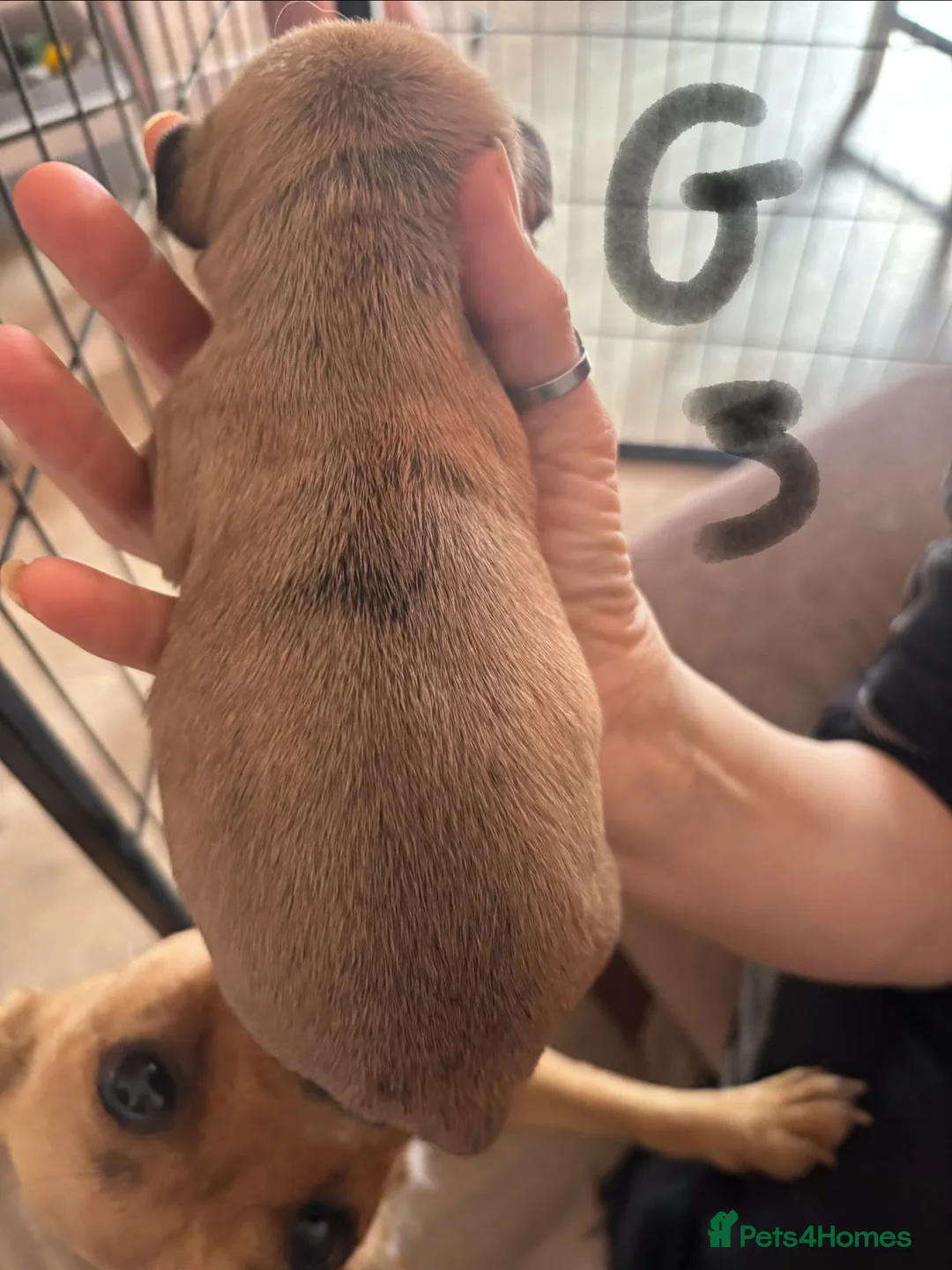 Jackshund dogs for sale: 5 Jackshund (JackWeenie) pups for sale - Advert 2