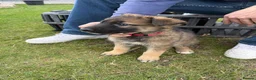 German Shepherd dogs for sale: Beautiful playful German shepherd pups in Rochford - Advert 16