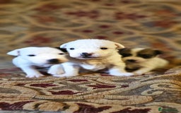 Jack Russell dogs for sale: Tremendous JRT puppies  - Image 10