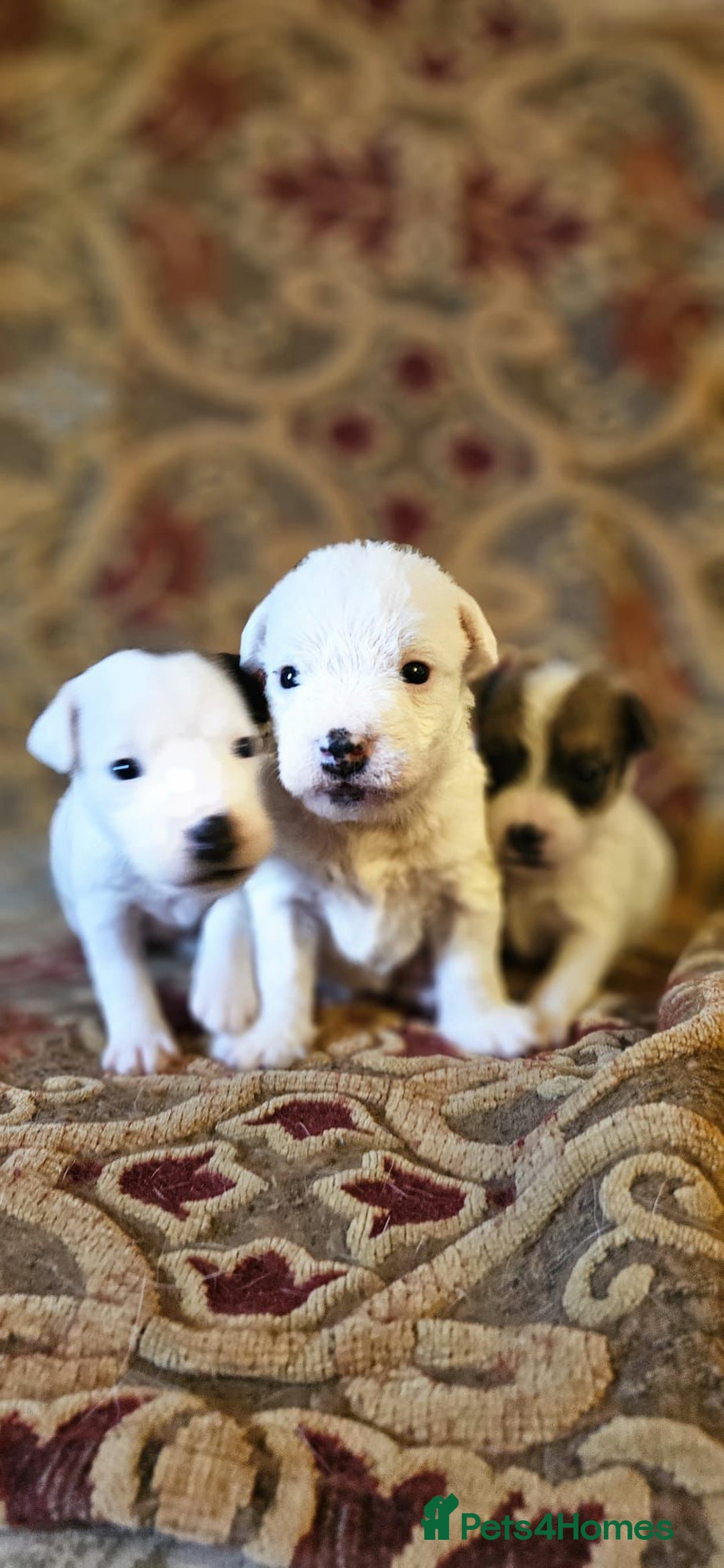Jack Russell dogs for sale: Tremendous JRT puppies  - Image 10