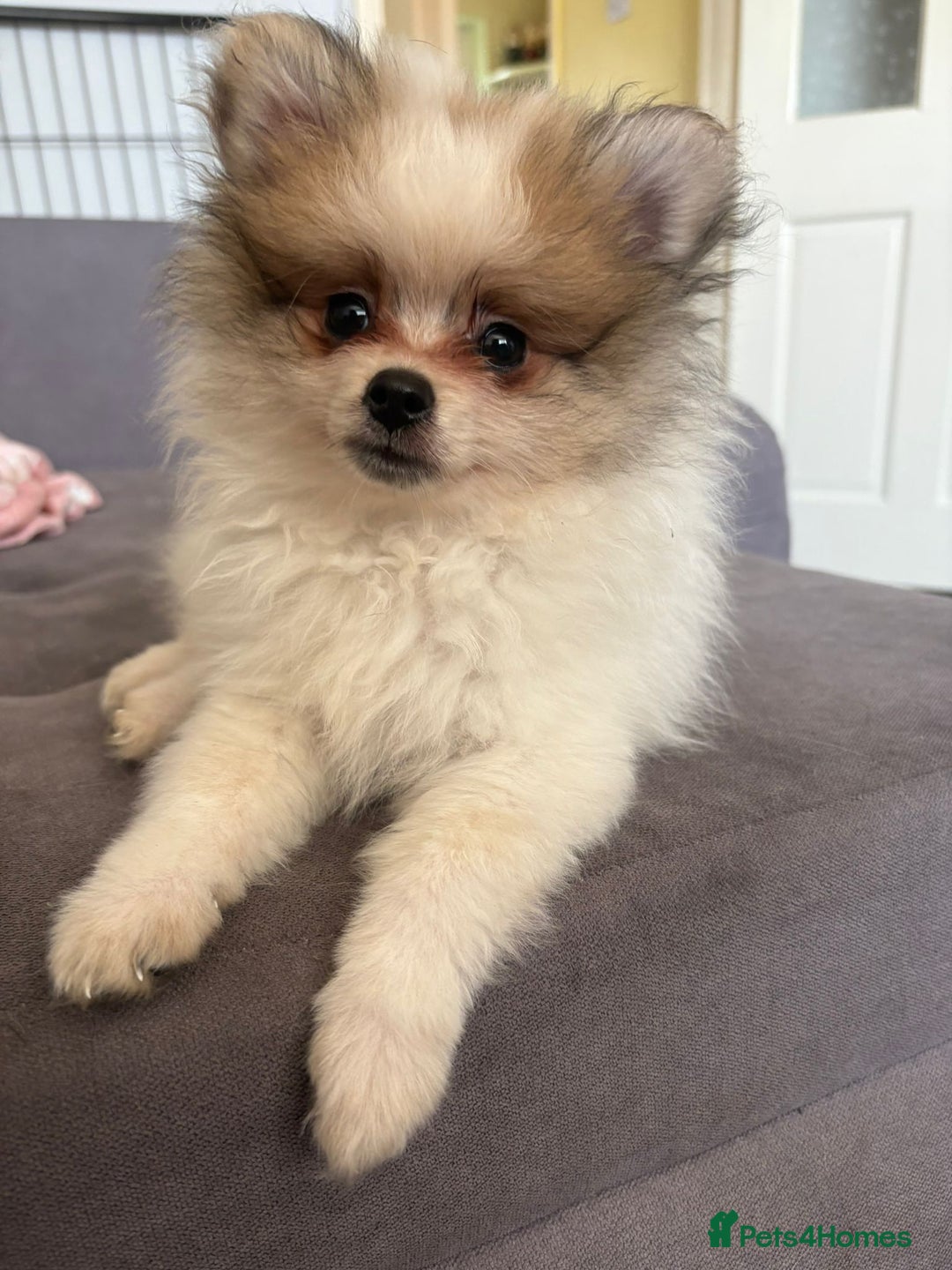 Pomeranian dogs for sale: Handsome Pomeranian Puppies ready - Image 7