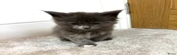 Maine Coon cats for sale: Stunning Fluffy Maine Coons - Advert 14