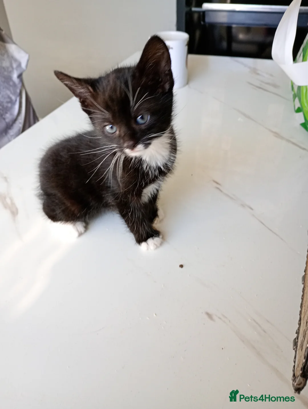 British Shorthair cats for sale: two kittens - Advert 1
