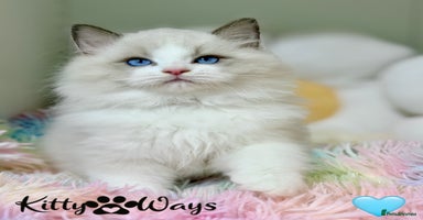Ragdoll cats 🐾🩷*TICA REG* LYNX TABBY EU RAGDOLL KITTENS🩵🐾 - Advert 13