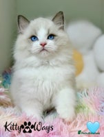 Ragdoll cats 🐾🩷*TICA REG* LYNX TABBY EU RAGDOLL KITTENS🩵🐾 - Advert 2
