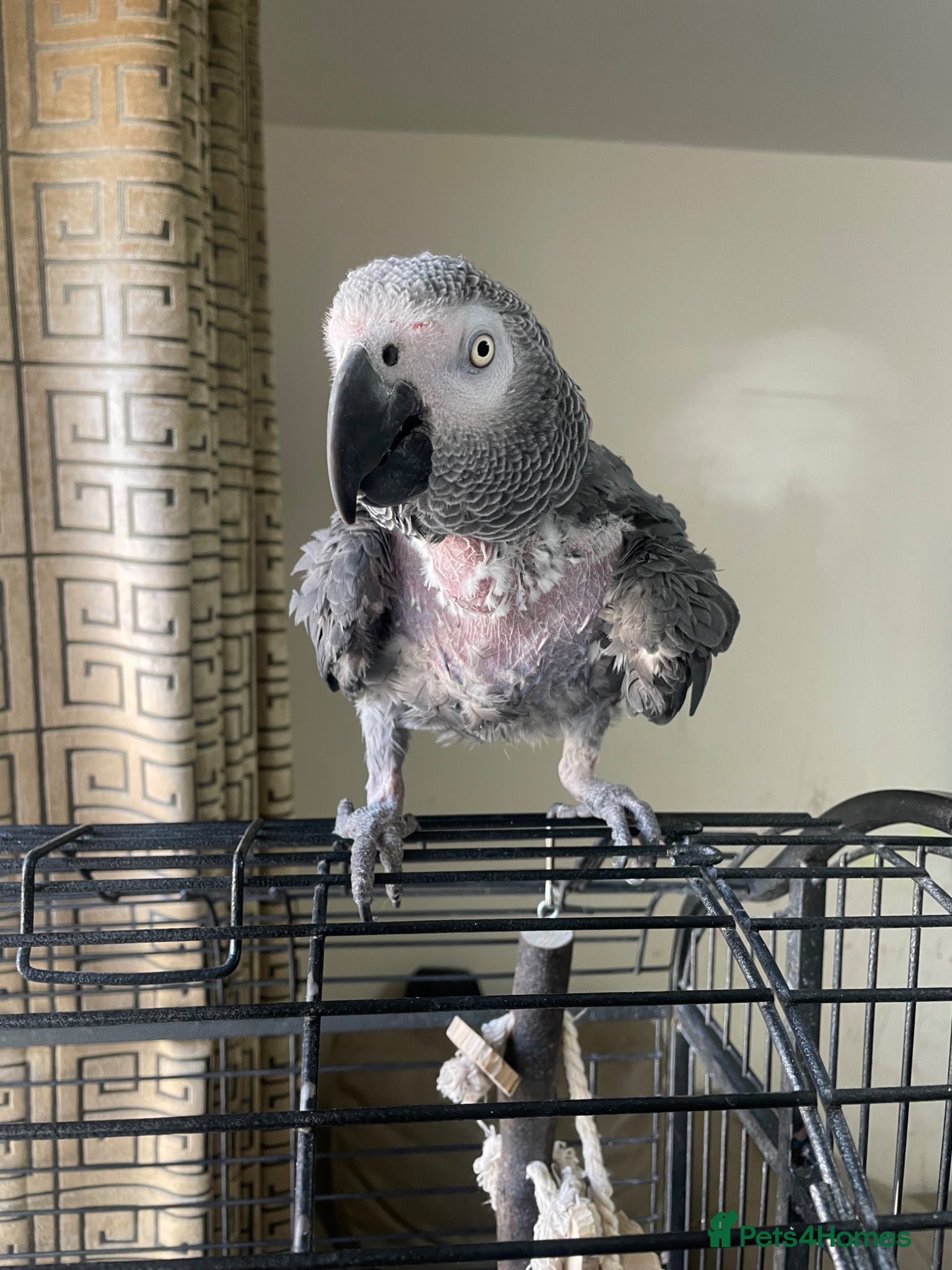 Parrots birds Friendly african grey  - Advert 8
