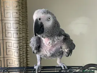 Parrots birds Friendly african grey - Advert 7
