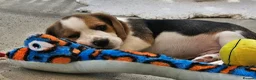 Beagle dogs for sale: Stunning KC Registered Beagle Pups- Ready 24.08.26 in Thirsk - Advert 28
