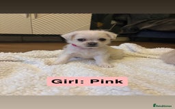 Mixed Breed dogs for sale: Beautiful Pug × Bichon Frise Puppies – Ready 08/12 - Advert 4