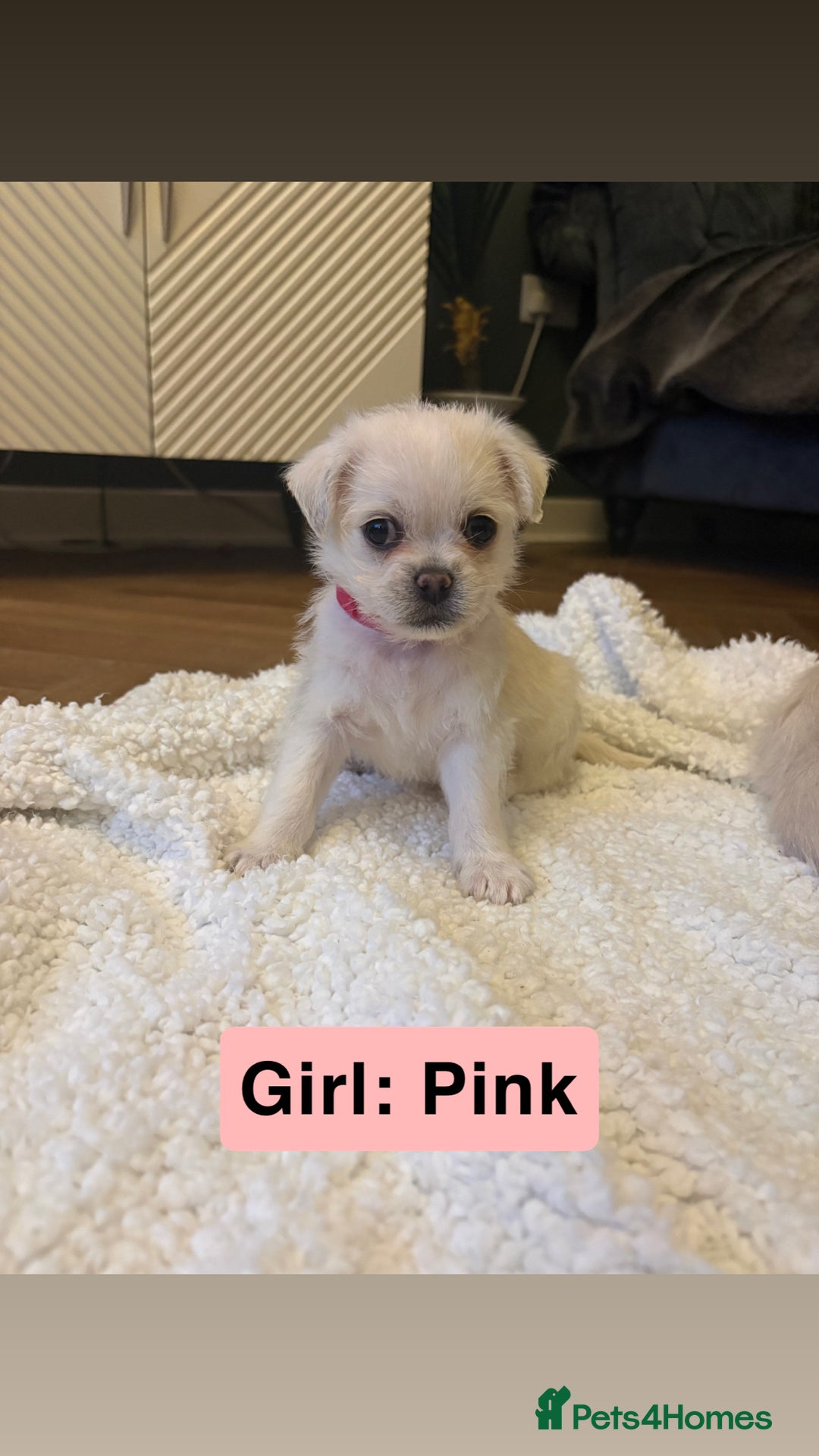 Mixed Breed dogs for sale: Beautiful Pug × Bichon Frise Puppies – Ready 08/12 - Advert 4