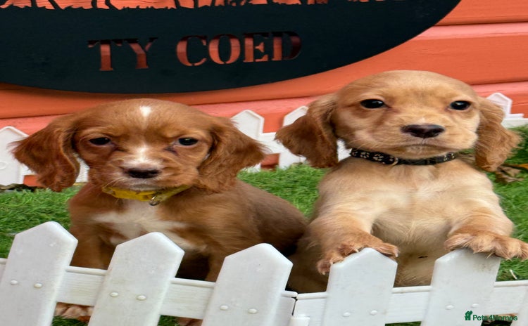 Cocker Spaniel dogs - Advert 6