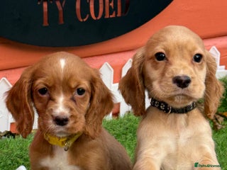 Cocker Spaniel dogs - Advert 21