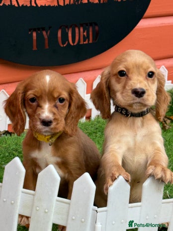 Cocker Spaniel dogs - Advert 1