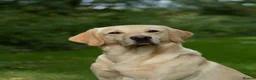 Labrador Retriever dogs for sale: Stunning KC Registered Champion line Puppies  - Advert 9