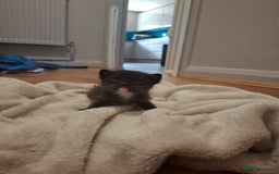 Mixed Breed cats for sale: Mixed colour kittens  - Image 14