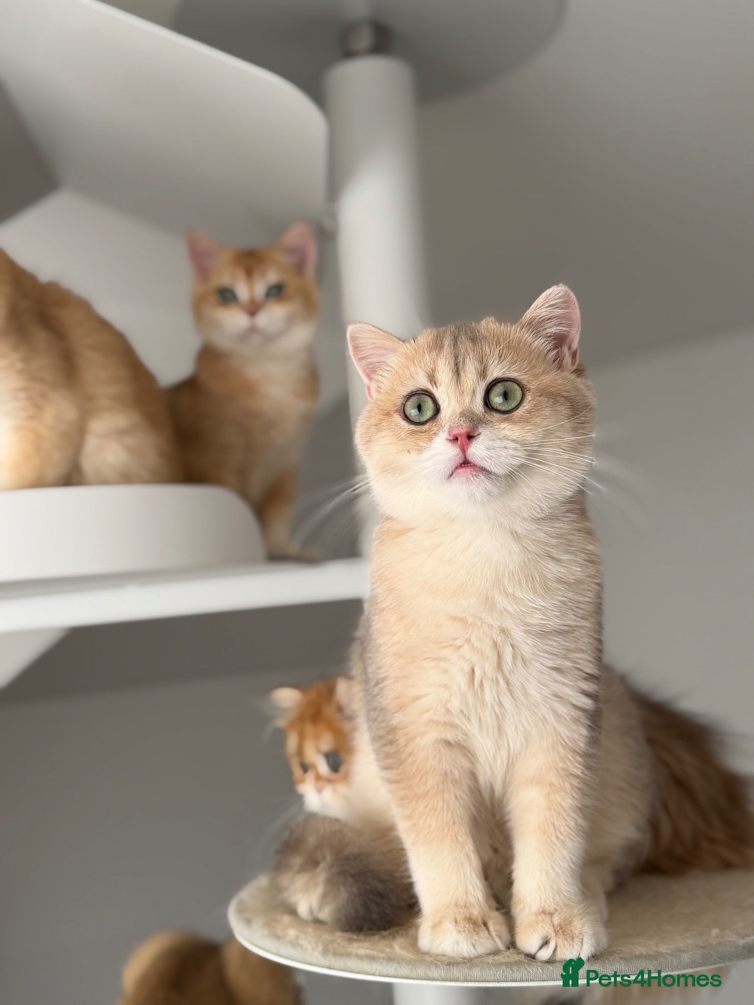 British Shorthair cats Excellent British Shorthair Golden kittens  - Advert 2