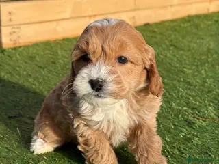 Cockapoo dogs F1B TOY COCKAPOO’S - Advert 9