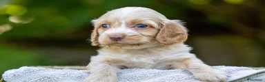 Cockapoo 5