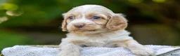 Cockapoo dogs for sale: 7 Beautiful F1 Cockapoo’s  - Advert 12