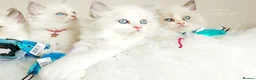 Ragdoll cats for sale: READY😻PURE BEAUTIFUL RAGDOLL 😻😻😻 - Advert 10