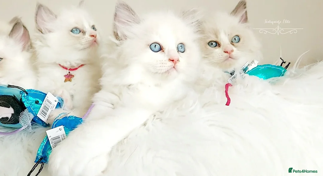 Ragdoll cats for sale: £ 450  😊😻PURE BEAUTIFUL RAGDOLL  - Advert 2