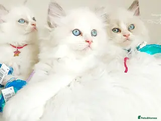 Ragdoll cats 10% OFF THIS WEEK😻PURE BEAUTIFUL RAGDOLL 😻😻😻 - Advert 3