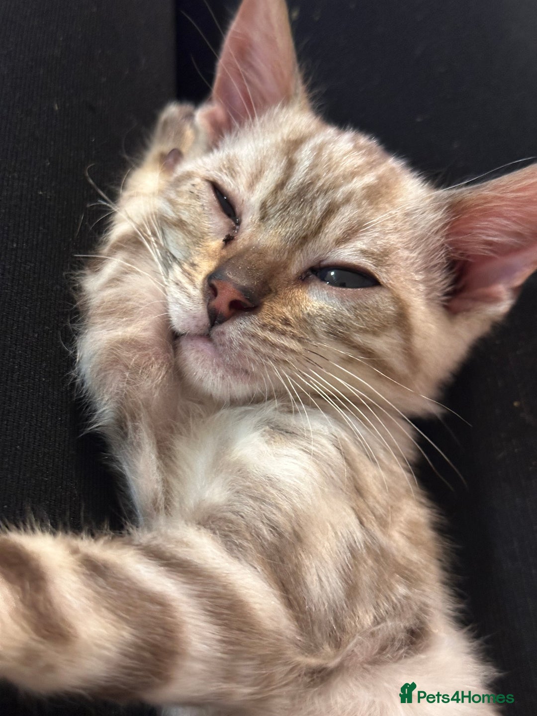 Bengal cats for sale: Snow lynx bengal  - Advert 7