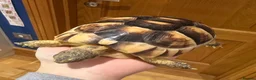 Tortoise reptiles for sale: Marginated Tortoise with full setup  - Advert 5