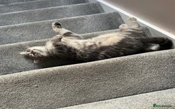 British Shorthair cats for sale: 1yr old male BSH for rehoming  - Image 3