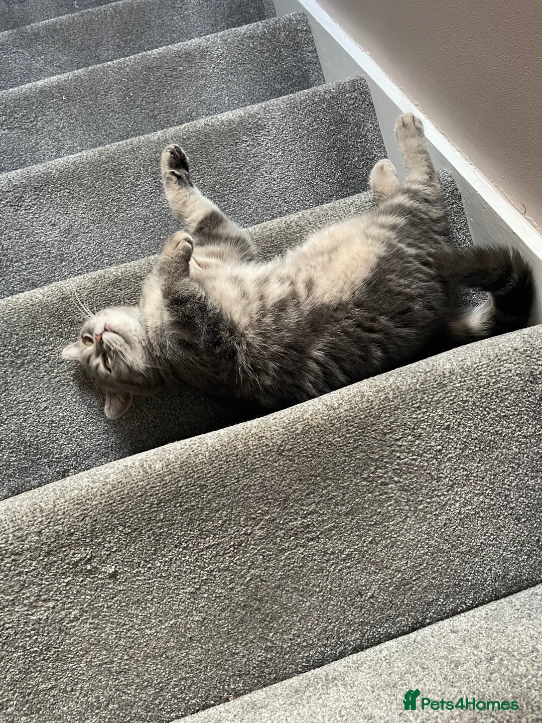 British Shorthair cats for sale: 1yr old male BSH for rehoming  - Image 3