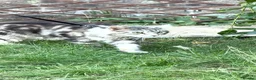 Maine Coon cats for sale: 4 adults Maine Coon - Advert 7